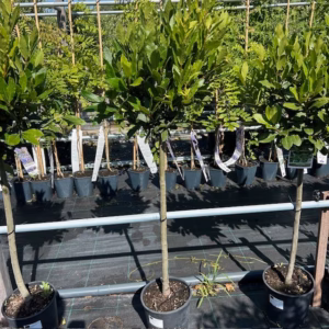Laurus nobilis (Laurier) op stam van 80 cm