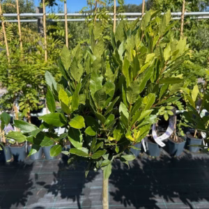 Laurus nobilis (Laurier) op stam van 80 cm