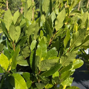 Laurus nobilis (Laurier) op stam van 80 cm