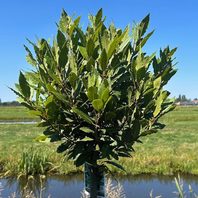 Laurus nobilis (Laurier) op stam van 80 cm