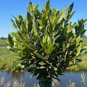 Laurus nobilis (Laurier)