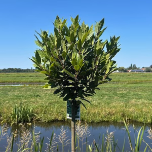 Laurus nobilis (Laurier) op stam