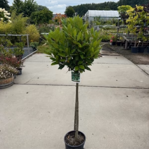 Laurus nobilis (Laurier) op stam van 80 cm