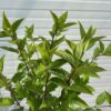 Hydrangea paniculata 'Limelight' (Hortensia)