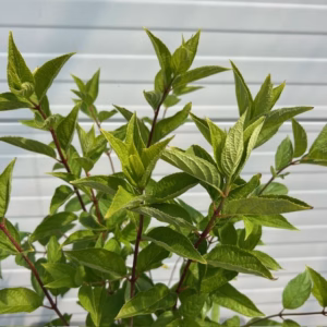 Hydrangea paniculata 'Limelight' (Hortensia)