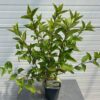 Hydrangea paniculata 'Limelight' (Hortensia)