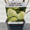 Hydrangea paniculata 'Limelight' (Hortensia)