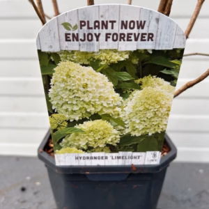 Hydrangea paniculata 'Limelight' (Hortensia)
