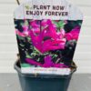 Magnolia Susan (Beverboom of Tulpenboom) 30 cm in 2 liter pot - Afbeelding 6