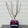Magnolia Susan (Beverboom of Tulpenboom)