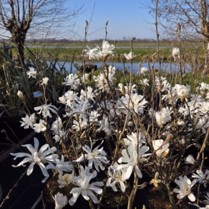 Magnolia Stellata (Stermagnolia)