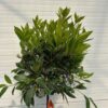 Laurus nobilis (Laurier) op stam