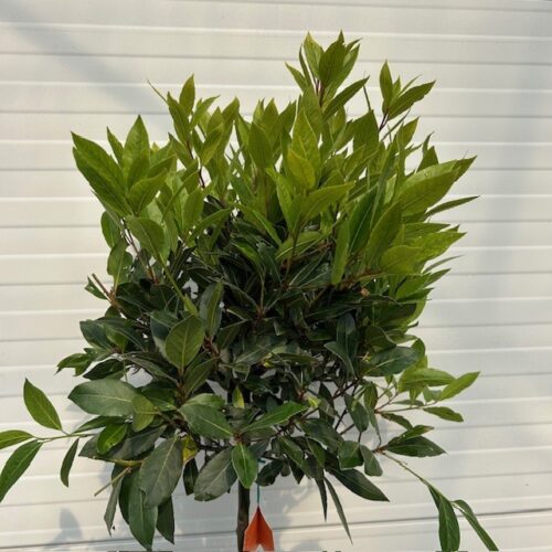 Laurus nobilis (Laurier) op stam