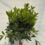 Laurus nobilis (Laurier) op stam