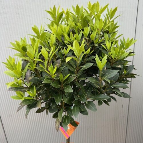 Laurus nobilis (Laurier) op stam met bol hoogte 120 cm
