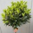 Laurus nobilis (Laurier) op stam met bol hoogte 120 cm