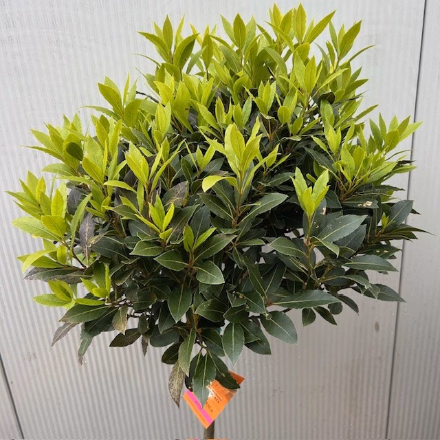 Laurus nobilis (Laurier) op stam met bol hoogte 120 cm
