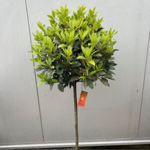Laurus nobilis (Laurier) op stam met bol hoogte 120 cm
