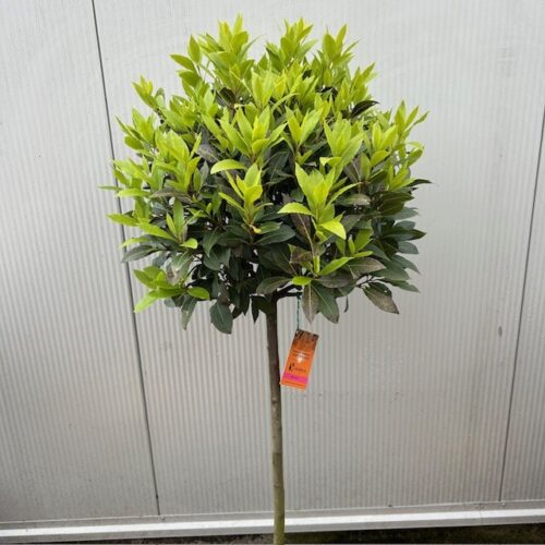 Laurus nobilis (Laurier) op stam met bol hoogte 120 cm