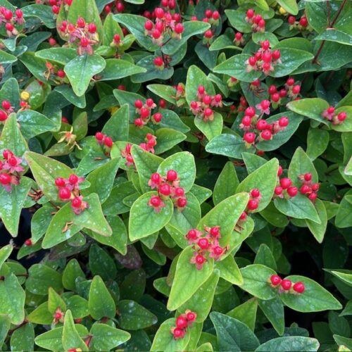 Hypericum Red Berry (Sint-Jans kruid)