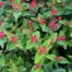 Hypericum Red Berry (Sint-Jans kruid)