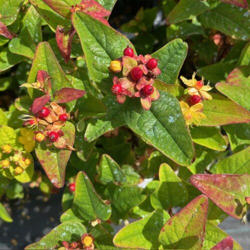 Hypericum Red Berry (Sint-Jans kruid)