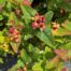 Hypericum Red Berry (Sint-Jans kruid)