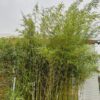 Bamboe Fargesia robusta Campbell 300 cm in 18 liter pot