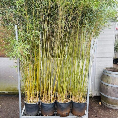 Bamboe Fargesia robusta Campbell 300 cm in 18 liter pot