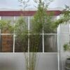 Bamboe Fargesia robusta Campbell 300 cm in 18 liter pot