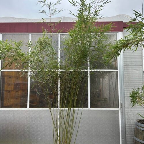 Bamboe Fargesia robusta Campbell 300 cm in 18 liter pot