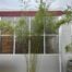Bamboe Fargesia robusta Campbell 300 cm in 18 liter pot