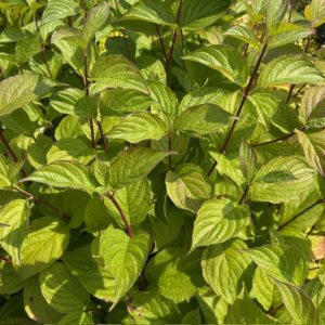 Cornus alba 'Sibirica' (Kornoelje)