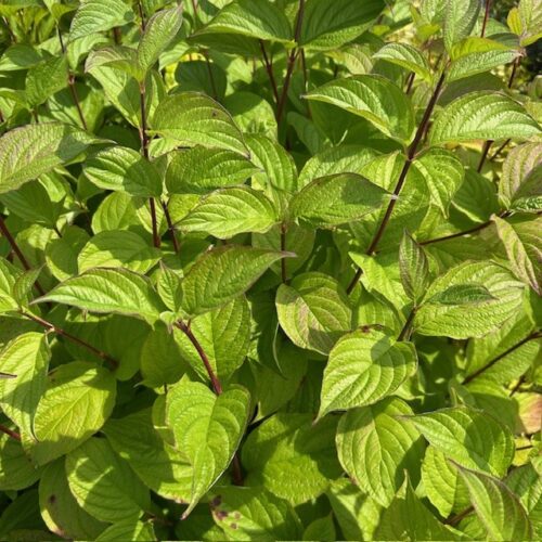 Cornus alba 'Sibirica' (Kornoelje)