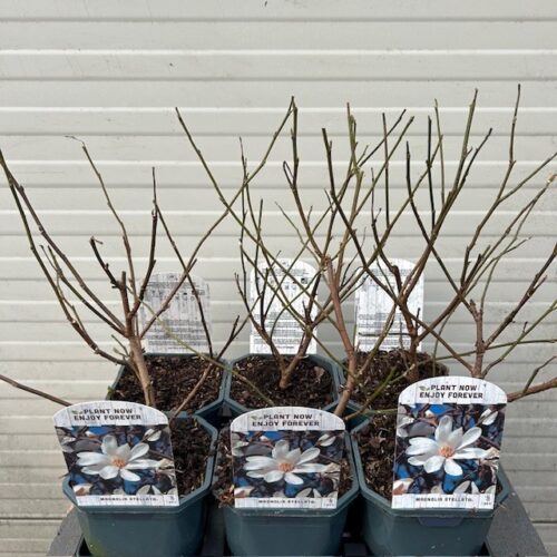 Magnolia Stellata (Stermagnolia)