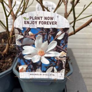 Magnolia Stellata (Stermagnolia)