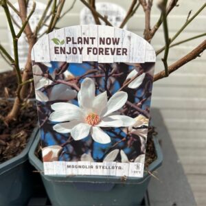 Magnolia Stellata (Stermagnolia)