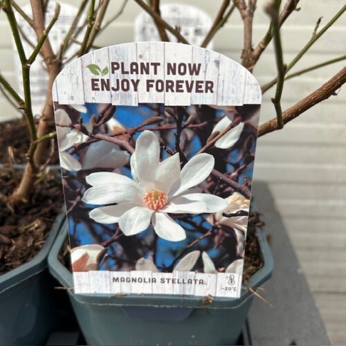 Magnolia Stellata (Stermagnolia)