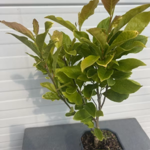 Magnolia Susan (Beverboom of Tulpenboom)