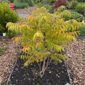 Rhus thypina Tiger Eyes (Fluweelboom)