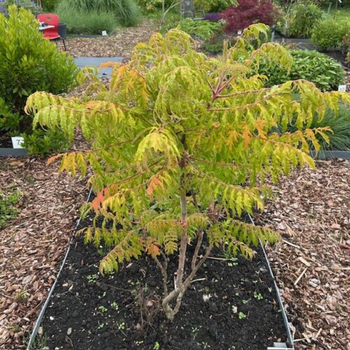 Rhus typhina (fluweelboom)