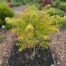 Rhus thypina Tiger Eyes (Fluweelboom)