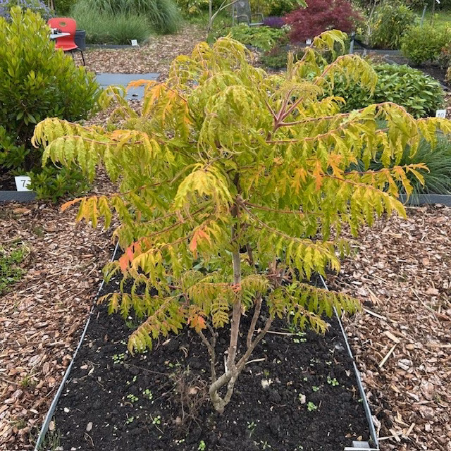 Rhus thypina Tiger Eyes (Fluweelboom)