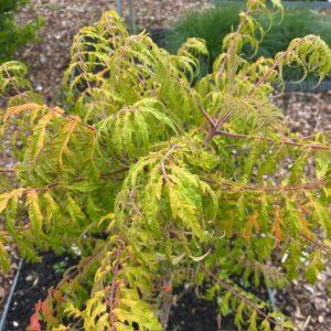 Rhus thypina Tiger Eyes (Fluweelboom)