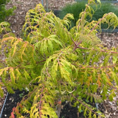 Rhus thypina Tiger Eyes (Fluweelboom)