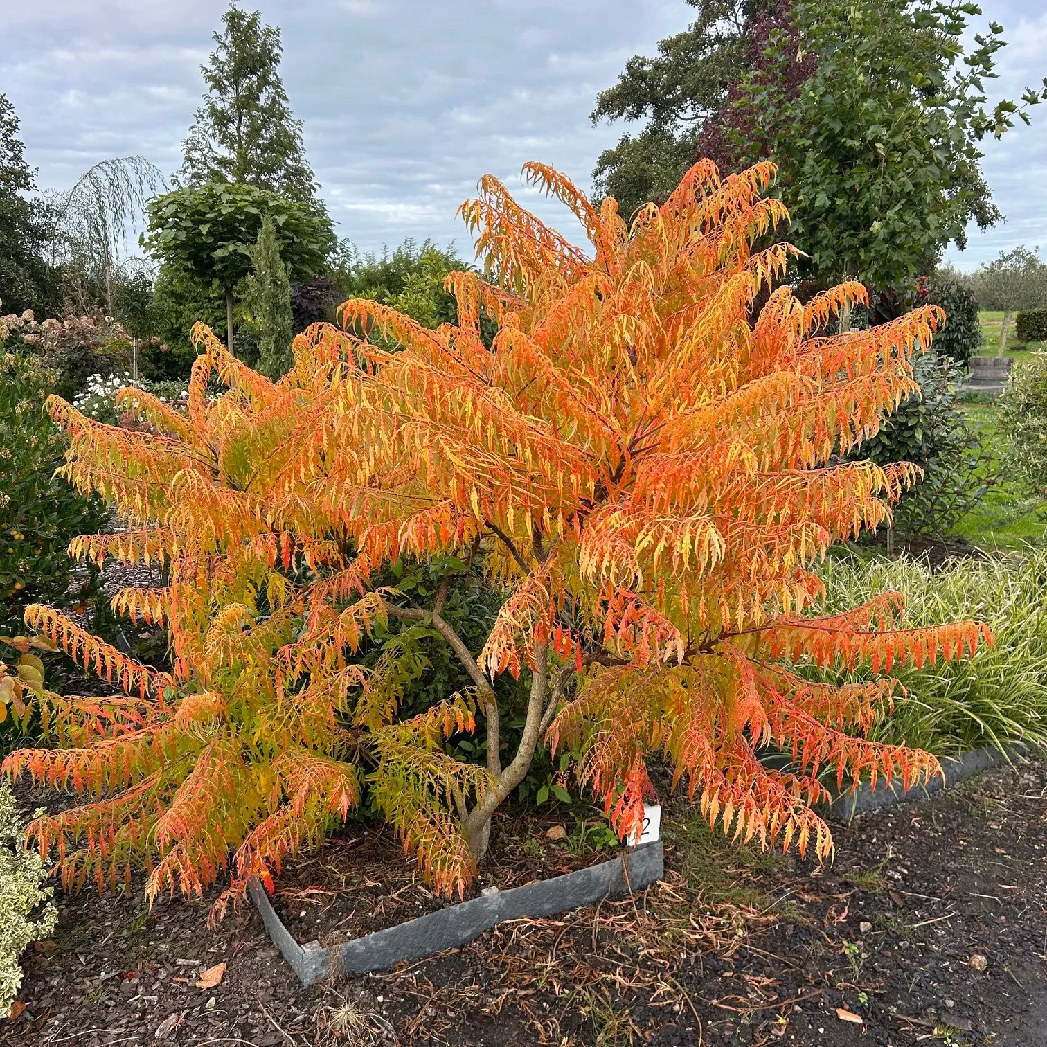 Rhus thypina Tiger Eyes (Fluweelboom)