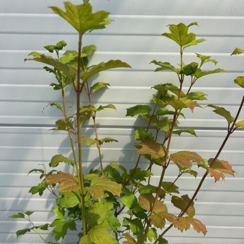 Viburnum Opulus Roseum (Gelderse roos)