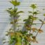 Viburnum Opulus Roseum (Gelderse roos)