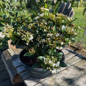 Viburnum tinus 40 cm in 2 liter pot