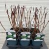 Viburnum Opulus Roseum (Gelderse roos)